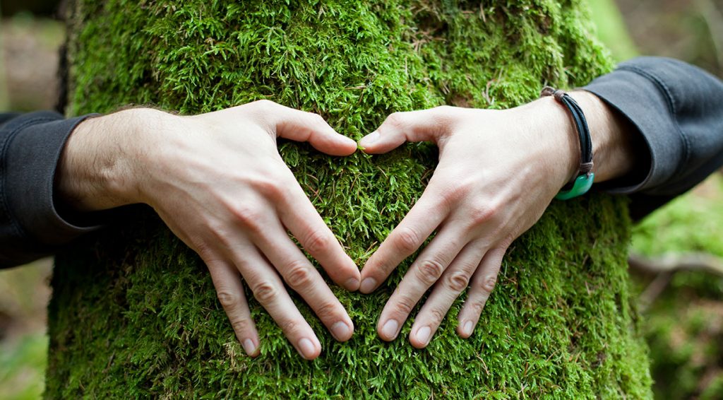 Tree preservation Piedmont Tree Experts